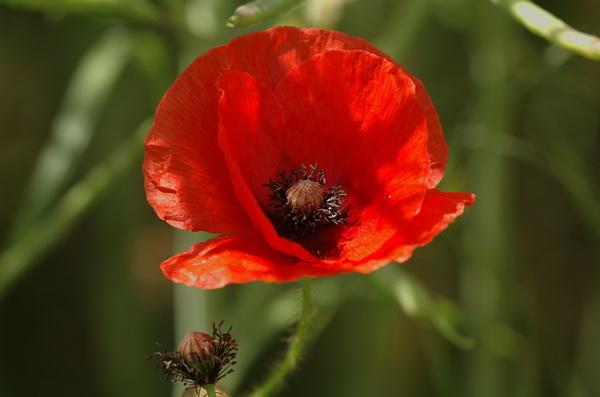 Grow papaver somniferum poppies with