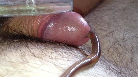 Earthworms in cock