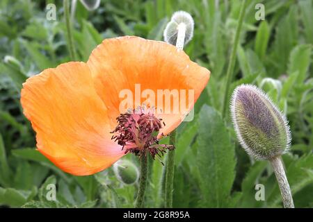 best of Somniferum grow with papaver poppies